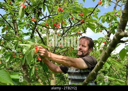 Ferme fruitière de Claire et Pascal Crevel au Mesnil-sous-Jumieges (nord de la France) : cueillette de cerises dans la vallée de Seine. Homme debout sur une échelle piki Banque D'Images