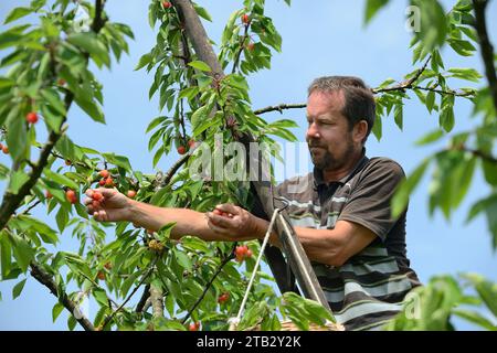 Ferme fruitière de Claire et Pascal Crevel au Mesnil-sous-Jumieges (nord de la France) : cueillette de cerises dans la vallée de Seine. Homme debout sur une échelle piki Banque D'Images