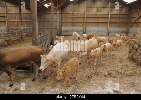 Bovins en étable, vaches et veaux Blonde d'Aquitaine dans leur enclos fraîchement paillé Banque D'Images