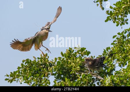 Héron nocturne couronné noir Nycticorax nycticorax mâle en vol. Voler vers un jeune oiseau assis sur une branche d'arbre. Au coucher du soleil. Dubnica, Slovaquie Banque D'Images