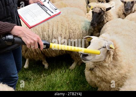 Contrôle et identification d'un troupeau de moutons dans une prairie par un technicien : lecture de l'étiquette électronique sur une brebis à l'aide du lecteur de bâton dans la prese Banque D'Images