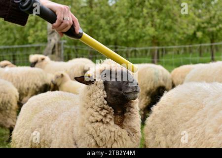 Contrôle et identification d'un troupeau de moutons dans une prairie par un technicien : lecture de l'étiquette électronique sur une brebis à l'aide du lecteur de bâton dans la prese Banque D'Images