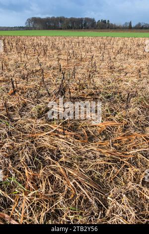 Champ à végétation orange après application de désherbant au glyphosate. Désherbage hivernal au glyphosate d'un champ avec CIPAN, piège à nitrate intermédiaire cr Banque D'Images