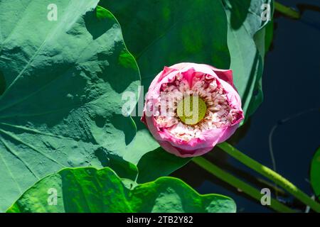 Fleur de lotus rose d'ouverture avec des feuilles vertes dans une vue de dessus d'étang Banque D'Images