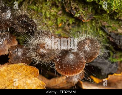 Moisissure du chapeau (Spinellus fusiger) poussant parasitiquement sur Mycena inclinata. Ebernoe, Sussex, Angleterre, Royaume-Uni, novembre. Banque D'Images