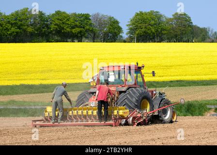 Cultures agricoles : semis salsifis. Ouvrier agricole remplissant les semoirs de semences avec des graines salsifis et le champ de colza en arrière-plan Banque D'Images