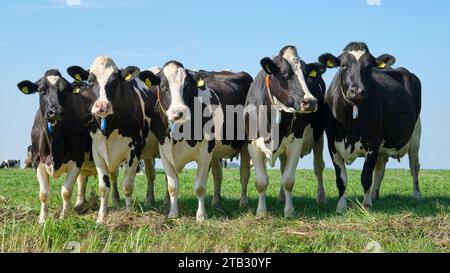 Un groupe de vaches Holstein frisonnes noires et blanches dans un pâturage ensoleillé sous un ciel bleu regardant curieusement dans la caméra Banque D'Images