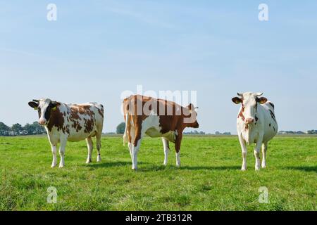 Vaches frisonnes rouges et blanches avec des cornes dans une prairie ensoleillée en Frise aux pays-Bas en été. Banque D'Images