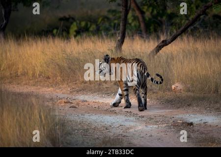 Tigre royal du Bengale marchant dans la forêt. Banque D'Images