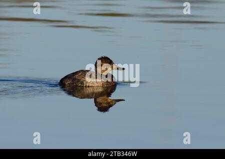 Canard roux, Oxyura jamaicensis, femelle Banque D'Images