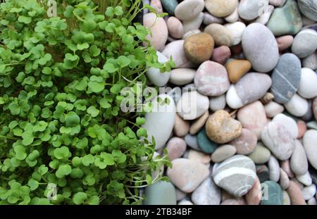 La ligne droite sépare Microgreens Grass et Sea Pebbles texture arrière-plan Banque D'Images