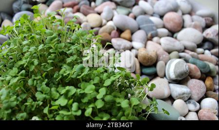 Roquette Microgreens poussant sur Un fond de galets colorés Banque D'Images