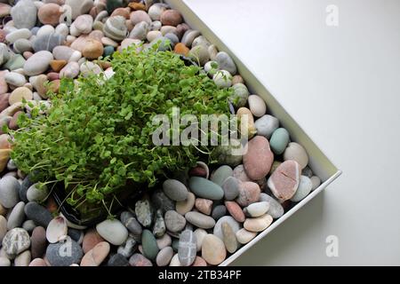 Plateau plat avec pierres de mer lisses et conteneur avec Arugula Microgreens Banque D'Images