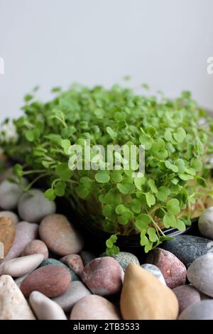 Bouquet de Microgreens décoratifs croissance entre Pebbles lisse vertical stock photo Banque D'Images