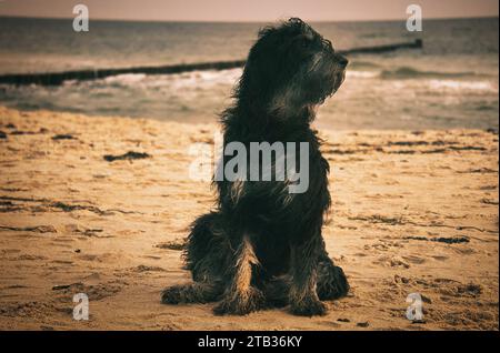 Goldendoodle chien est assis sur la plage de la mer Baltique. Manteau noir et beige. Groyne et mer en arrière-plan. Photo d'animal de la côte Banque D'Images