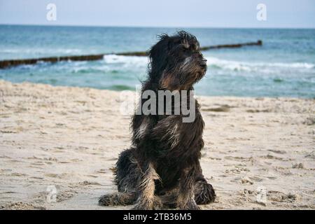 Goldendoodle chien est assis sur la plage de la mer Baltique. Manteau noir et beige. Groyne et mer en arrière-plan. Photo d'animal de la côte Banque D'Images