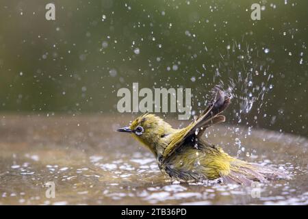 Cape White-eye (Zosterops capensis) Banque D'Images