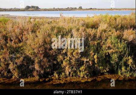 Salobrar de Campos, Parc naturel es Trenc-Salobrar. Campos, Majorque, Îles Baléares, Espagne. Banque D'Images