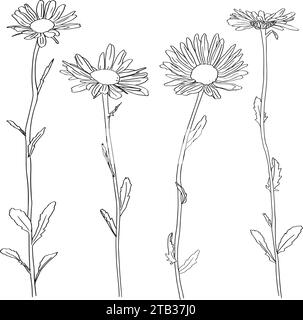 Camomille fleur bio . style linéaire tendance. Logo vectoriel Emblem de camomille médicale peut être utilisé modèle pour emballer le thé , cosmétiques Illustration de Vecteur