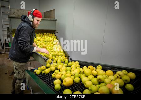 Wisbech, Cambridgeshire, Royaume-Uni. 4 décembre 2023. James Fisher classe les pommes délicieuses dorées avant qu'elles ne soient lavées, écrasées et pressées pour faire du jus de pomme chez Watergull Orchards. Ces fruits sont parmi les derniers de la récolte 2023. La ferme met en bouteille du jus de fruits pour la vente dans tout le Royaume-Uni à partir d'environ 40 variétés de pommes toutes cultivées dans le Cambridgeshire, beaucoup de Wisbech et de la région environnante, qui est une zone de culture fruitière majeure. Crédit : Julian Eales/Alamy Live News Banque D'Images