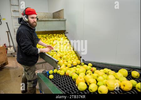 Wisbech, Cambridgeshire, Royaume-Uni. 4 décembre 2023. James Fisher classe les pommes délicieuses dorées avant qu'elles ne soient lavées, écrasées et pressées pour faire du jus de pomme chez Watergull Orchards. Ces fruits sont parmi les derniers de la récolte 2023. La ferme met en bouteille du jus de fruits pour la vente dans tout le Royaume-Uni à partir d'environ 40 variétés de pommes toutes cultivées dans le Cambridgeshire, beaucoup de Wisbech et de la région environnante, qui est une zone de culture fruitière majeure. Crédit : Julian Eales/Alamy Live News Banque D'Images