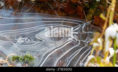 Formes abstraites créées par la nature Banque D'Images