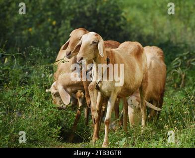 Un groupe de moutons sud-indiens paissant dans la forêt urbaine Banque D'Images