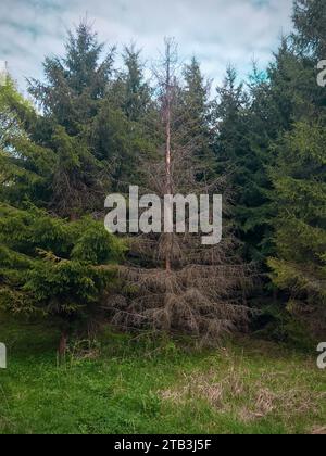 Un arbre séché solitaire debout devant la forêt. Banque D'Images