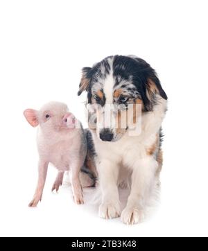 cochon miniature rose et berger australien devant fond blanc Banque D'Images