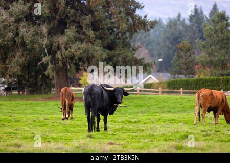 Mill City, Oregon, USA - 22 octobre 2023 : des vaches paissent dans un petit pâturage près du centre-ville. Banque D'Images