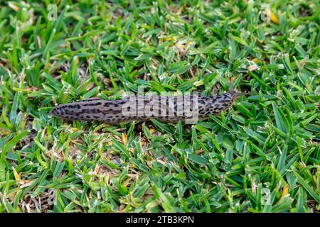 Photographie d'une grande limace léopard rampant sur de l'herbe verte dans un jardin domestique dans les Blue Mountains en Australie Banque D'Images
