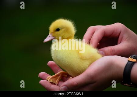 Un mignon bébé jaune tenu dans les mains d'une fille Banque D'Images