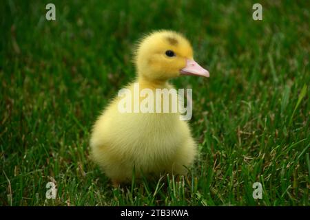 Gros plan de mignon bébé jaune dans l'herbe Banque D'Images