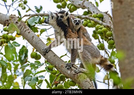 Lémurien à queue annulaire (Lemur catta) avec de jeunes jumeaux qui cherchent des fruits dans les arbres, réserve communautaire d'Anja, haute Matsiatra, hauts plateaux centraux, Madagascar Banque D'Images