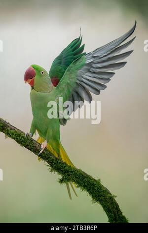 Perruche Alexandrine du Laos ou Siamese, Psittacula eupatria siamensis Banque D'Images