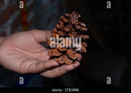 tiré sur des pommes de pin séchées Banque D'Images