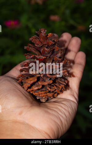 tiré sur des pommes de pin séchées Banque D'Images