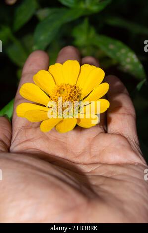 gros plan de fleurs de zinnia jaunes Banque D'Images