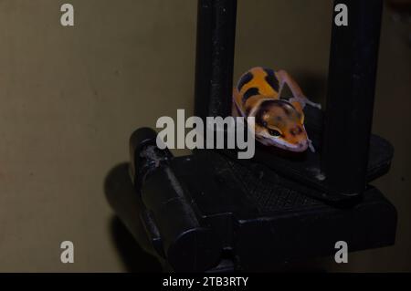 mignon et mignon bébé léopard gecko. reptile pour animaux de compagnie. Banque D'Images