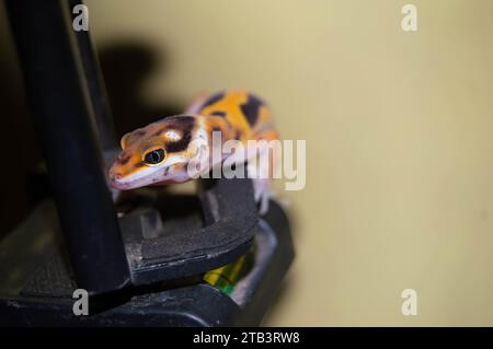 mignon et mignon bébé léopard gecko. reptile pour animaux de compagnie. Banque D'Images