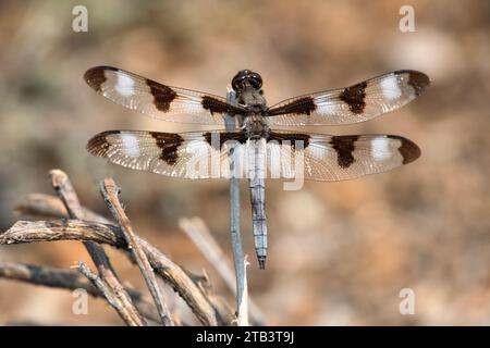 États-Unis, Oregon, Bend, Rancho las Hierbas, Eight-Spotted Skimmer, Libellula forensis, insecte Banque D'Images