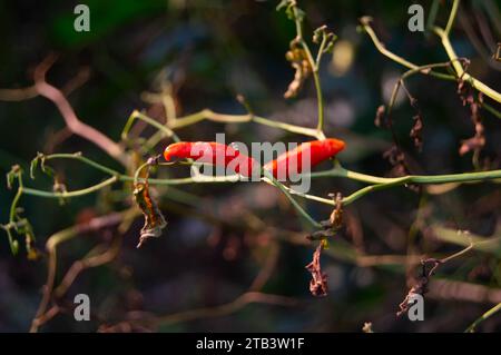 tiré sur des piments et des plantes desséchés et secs Banque D'Images