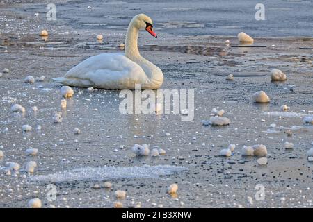 Wer Hat mein Wasser mit EIS bedeckt Der Schwan auf dem zugefrorenen See. München Bayern Deutschland *** qui a couvert mon eau de glace le cygne sur le lac gelé Munich Bavière Allemagne Copyright : xRolfxPossx crédit : Imago/Alamy Live News Banque D'Images