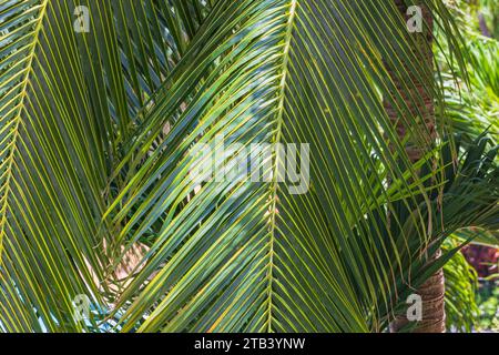 Vue rapprochée des feuilles de palmier de noix de coco. Banque D'Images