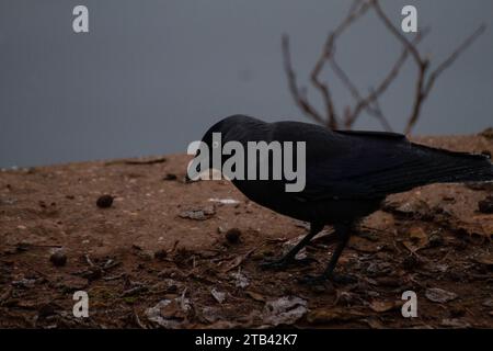 Jackdaw (corvus monedula) se trouvait près du lac Banque D'Images