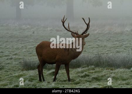 Cerf rouge, Cervus elaphus regardant dans le fond brumeux. Banque D'Images