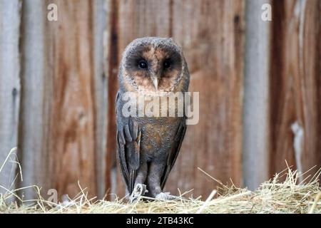 Le hibou de grange mange un hamster sur une canette de lait à la ferme de rapaces aux pays-Bas Banque D'Images