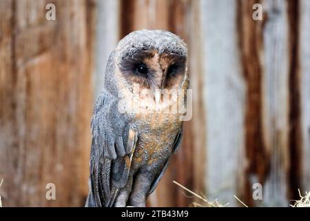 Le hibou de grange mange un hamster sur une canette de lait à la ferme de rapaces aux pays-Bas Banque D'Images