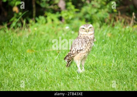 Le hibou des terriers (Athene cunicularia) a également appelé le shoco lors d'un atelier photo aux pays-Bas Banque D'Images