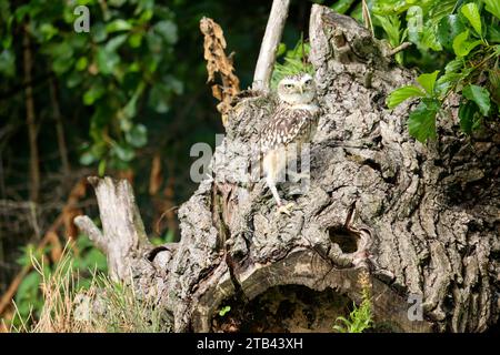 Le hibou des terriers (Athene cunicularia) a également appelé le shoco lors d'un atelier photo aux pays-Bas Banque D'Images